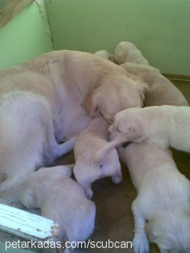 fındık Dişi Golden Retriever