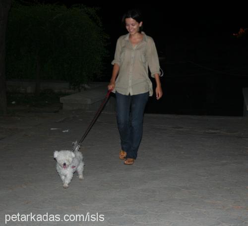 meyra Dişi Bichon Frise