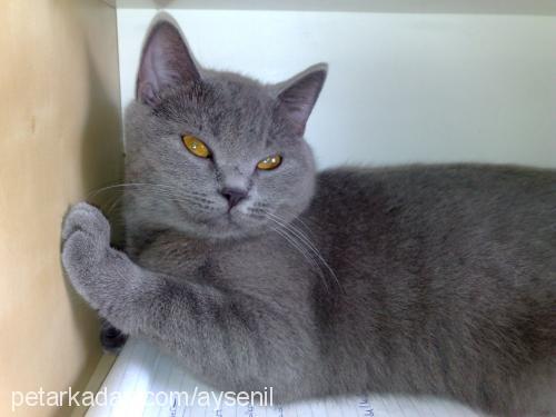 nohut Dişi British Shorthair