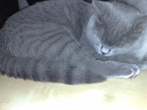 nohut Dişi British Shorthair