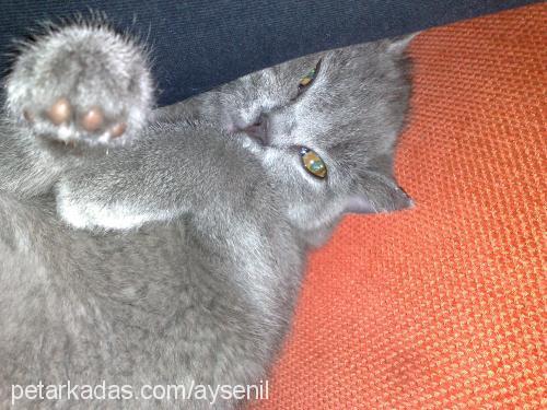 nohut Dişi British Shorthair