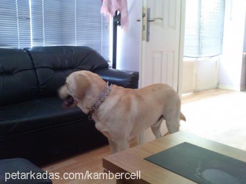 kobİ Erkek Labrador Retriever