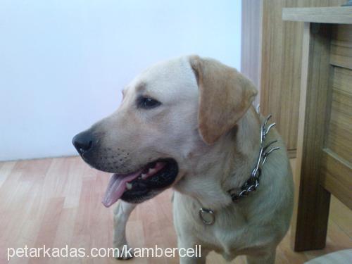 kobİ Erkek Labrador Retriever