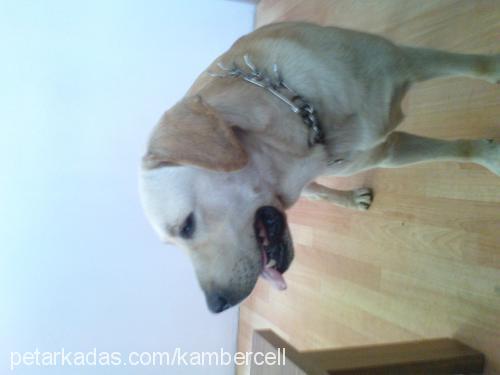 kobİ Erkek Labrador Retriever