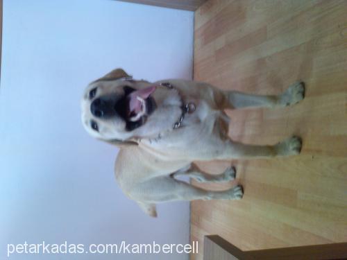 kobİ Erkek Labrador Retriever