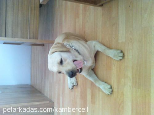 kobİ Erkek Labrador Retriever