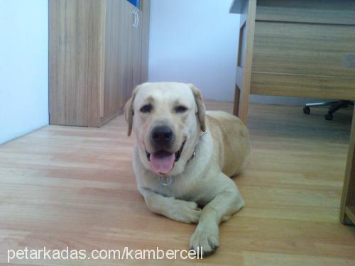 kobİ Erkek Labrador Retriever