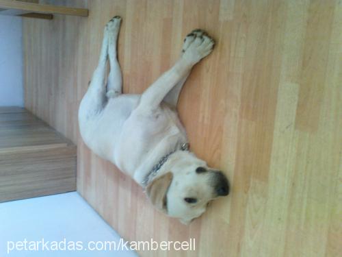 kobİ Erkek Labrador Retriever