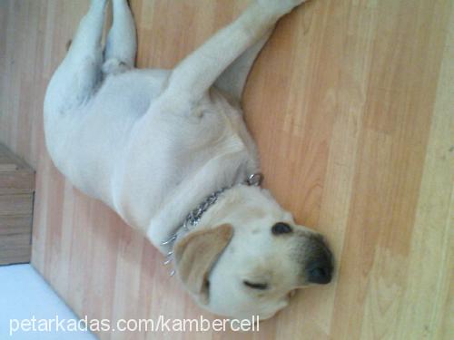 kobİ Erkek Labrador Retriever