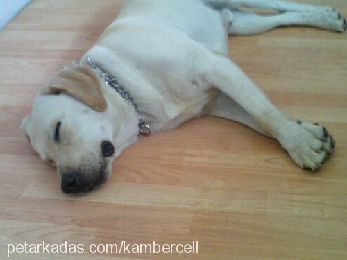 kobİ Erkek Labrador Retriever