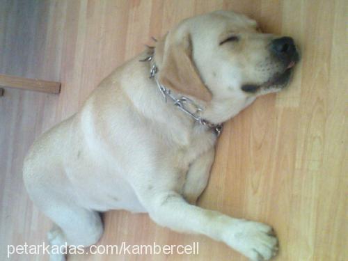 kobİ Erkek Labrador Retriever