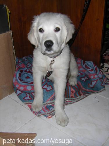 Şans Erkek Golden Retriever