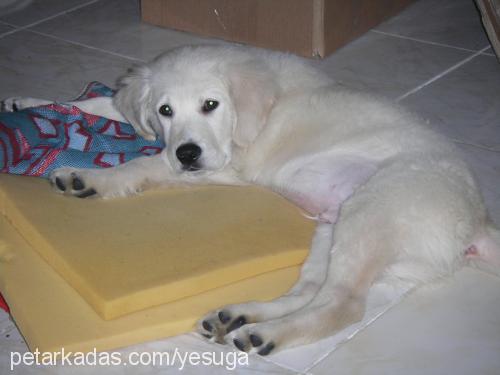 Şans Erkek Golden Retriever