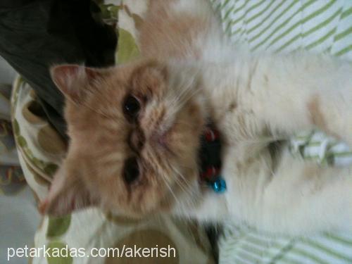 küba Erkek Exotic Shorthair