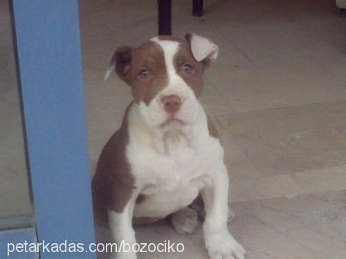 çiko Erkek Amerikan Pitbull Terrier