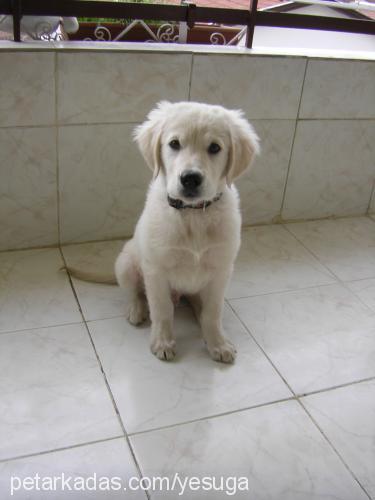 Şans Erkek Golden Retriever