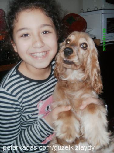 laydy Dişi İngiliz Cocker Spaniel