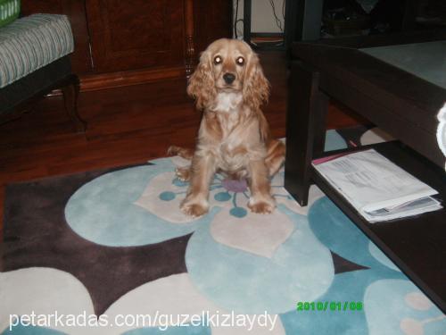 laydy Dişi İngiliz Cocker Spaniel