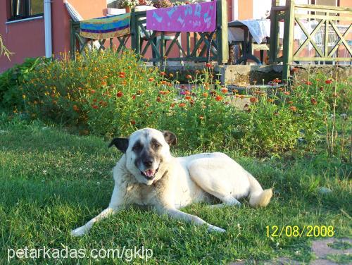 simba Dişi Kangal