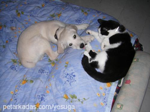 Şans Erkek Golden Retriever