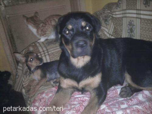 raşa Dişi Rottweiler