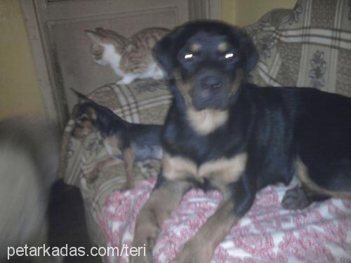 raşa Dişi Rottweiler