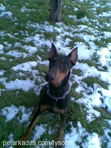 tyson Erkek Doberman Pinscher