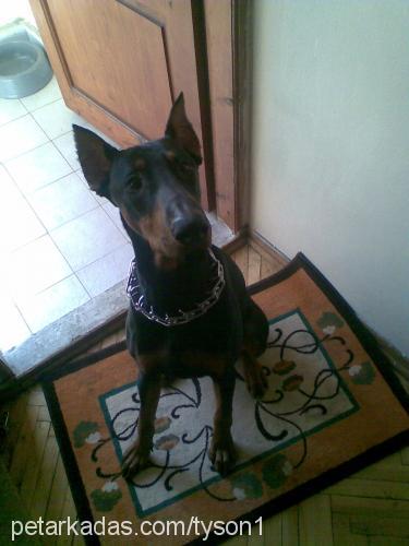 tyson Erkek Doberman Pinscher