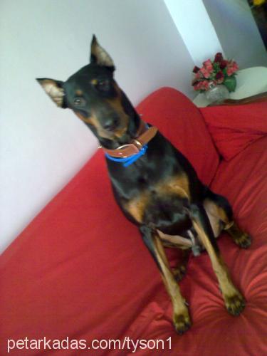 tyson Erkek Doberman Pinscher