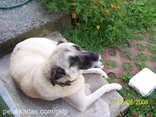 simba Dişi Kangal