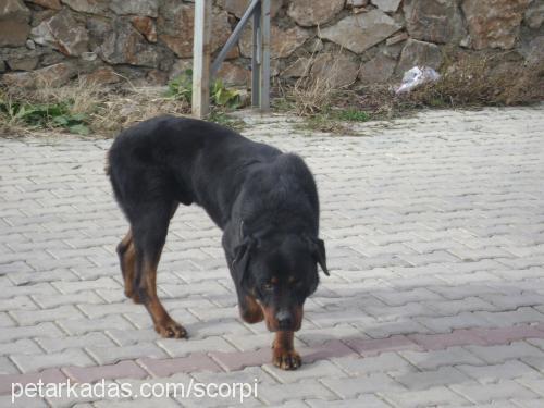 barut Erkek Rottweiler