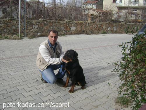 barut Erkek Rottweiler