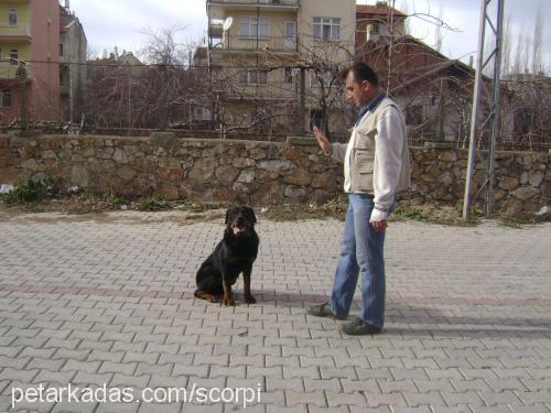 barut Erkek Rottweiler