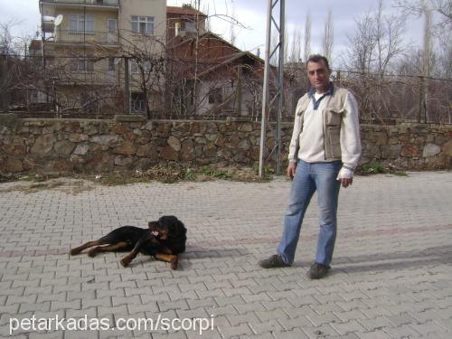 barut Erkek Rottweiler