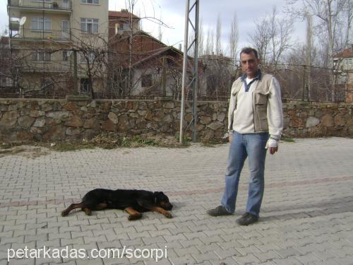 barut Erkek Rottweiler