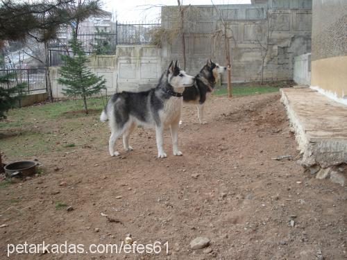 efes Erkek Alaskan Malamute