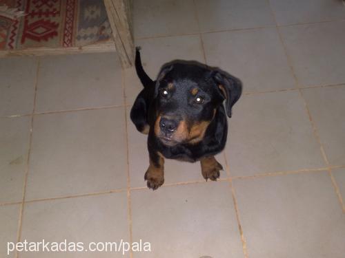 bıdık Dişi Rottweiler