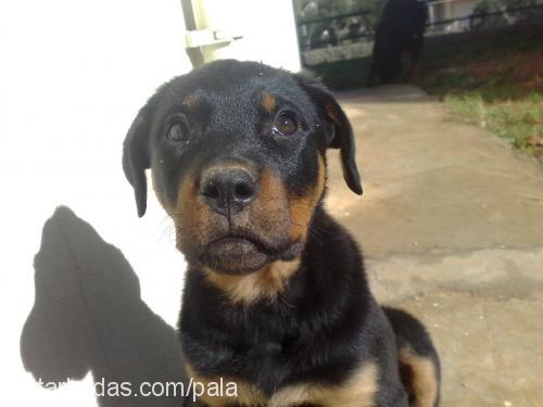 bıdık Dişi Rottweiler