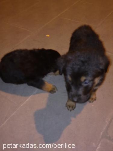 zeyna Dişi Rottweiler