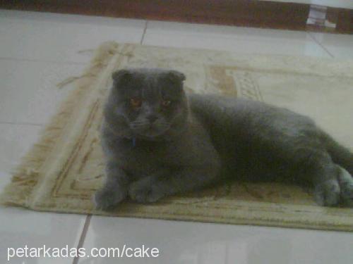 yavruş Erkek Scottish Fold