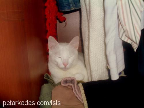 kedi Erkek Ankara Kedisi (Angora)