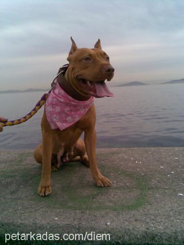 sasha Dişi Amerikan Pitbull Terrier