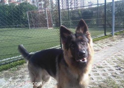 alexvonforstwer Erkek Alman Çoban Köpeği