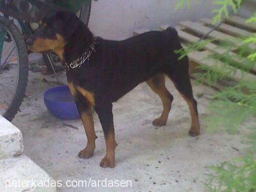 ruj Dişi Rottweiler