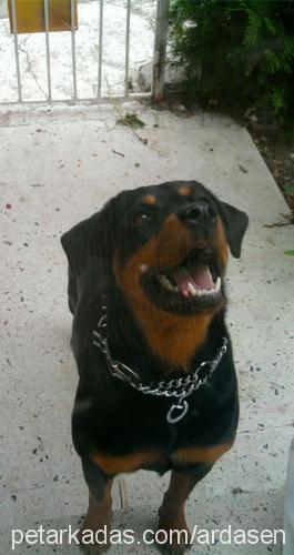 ruj Dişi Rottweiler