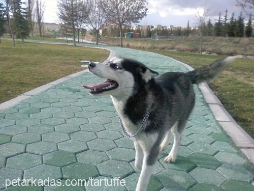 hera Dişi Sibirya Kurdu (Husky)