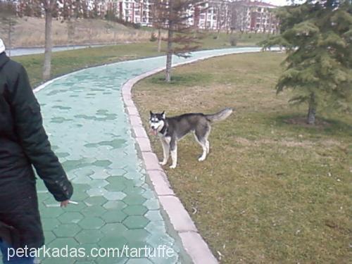 hera Dişi Sibirya Kurdu (Husky)