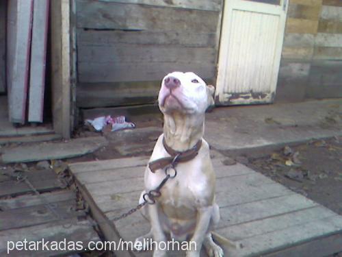 ayaz Erkek Amerikan Staffordshire Terrier