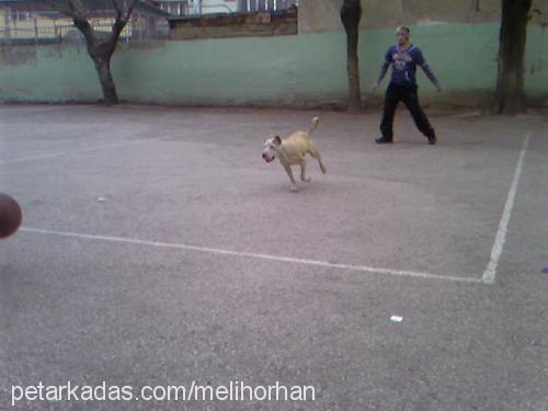 ayaz Erkek Amerikan Staffordshire Terrier