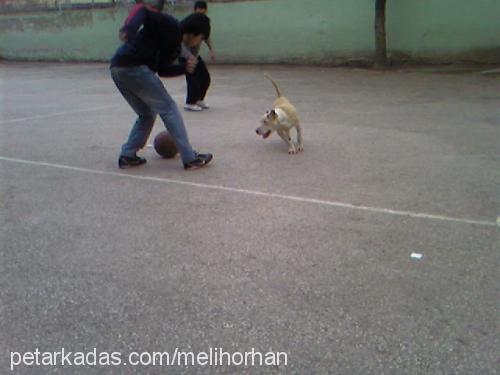 ayaz Erkek Amerikan Staffordshire Terrier